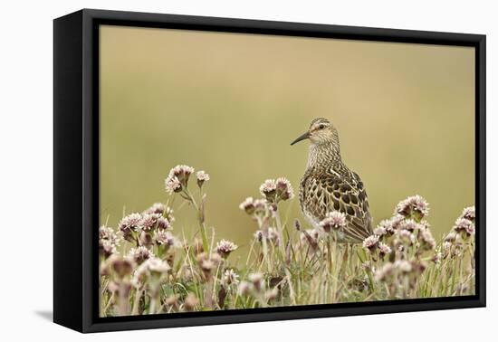 Pectoral Sandpiper (Calidris melanotos) adult, breeding plumage, near Barrow-Ignacio Yufera-Framed Stretched Canvas