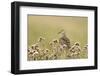 Pectoral Sandpiper (Calidris melanotos) adult, breeding plumage, near Barrow-Ignacio Yufera-Framed Photographic Print