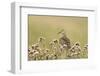 Pectoral Sandpiper (Calidris melanotos) adult, breeding plumage, near Barrow-Ignacio Yufera-Framed Photographic Print