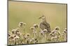 Pectoral Sandpiper (Calidris melanotos) adult, breeding plumage, near Barrow-Ignacio Yufera-Mounted Photographic Print