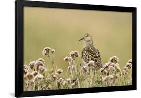 Pectoral Sandpiper (Calidris melanotos) adult, breeding plumage, near Barrow-Ignacio Yufera-Framed Premium Photographic Print