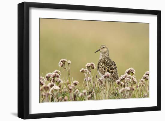 Pectoral Sandpiper (Calidris melanotos) adult, breeding plumage, near Barrow-Ignacio Yufera-Framed Photographic Print