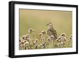 Pectoral Sandpiper (Calidris melanotos) adult, breeding plumage, near Barrow-Ignacio Yufera-Framed Photographic Print