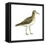 Pectoral Sandpiper (Calidris Melanotos), Birds-Encyclopaedia Britannica-Framed Stretched Canvas