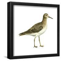 Pectoral Sandpiper (Calidris Melanotos), Birds-Encyclopaedia Britannica-Framed Poster