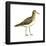 Pectoral Sandpiper (Calidris Melanotos), Birds-Encyclopaedia Britannica-Framed Poster