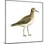 Pectoral Sandpiper (Calidris Melanotos), Birds-Encyclopaedia Britannica-Mounted Poster