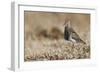 Pectoral Sandpiper-Ken Archer-Framed Photographic Print