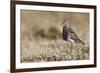 Pectoral Sandpiper-Ken Archer-Framed Photographic Print