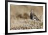 Pectoral Sandpiper-Ken Archer-Framed Photographic Print