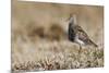 Pectoral Sandpiper-Ken Archer-Mounted Photographic Print