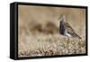 Pectoral Sandpiper-Ken Archer-Framed Stretched Canvas