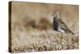 Pectoral Sandpiper-Ken Archer-Stretched Canvas