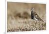 Pectoral Sandpiper-Ken Archer-Framed Photographic Print