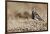 Pectoral Sandpiper-Ken Archer-Framed Photographic Print