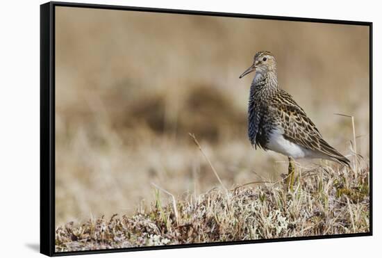 Pectoral Sandpiper-Ken Archer-Framed Stretched Canvas