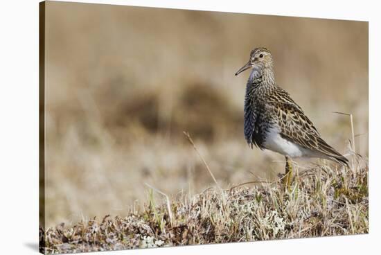 Pectoral Sandpiper-Ken Archer-Stretched Canvas