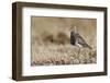 Pectoral Sandpiper-Ken Archer-Framed Photographic Print