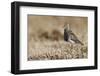 Pectoral Sandpiper-Ken Archer-Framed Photographic Print