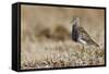 Pectoral Sandpiper-Ken Archer-Framed Stretched Canvas