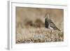 Pectoral Sandpiper-Ken Archer-Framed Photographic Print