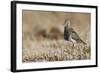 Pectoral Sandpiper-Ken Archer-Framed Photographic Print