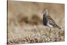 Pectoral Sandpiper-Ken Archer-Stretched Canvas