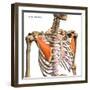 Pectoralis minor muscles isolated in anterior view with human skeletal anatomy.-Hank Grebe-Framed Art Print