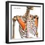 Pectoralis minor muscles isolated in anterior view with human skeletal anatomy.-Hank Grebe-Framed Art Print