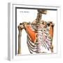 Pectoralis minor muscles isolated in anterior view with human skeletal anatomy.-Hank Grebe-Framed Art Print