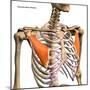 Pectoralis minor muscles isolated in anterior view with human skeletal anatomy.-Hank Grebe-Mounted Art Print