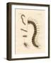 Peculiar Insects-null-Framed Giclee Print