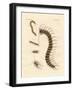 Peculiar Insects-null-Framed Giclee Print