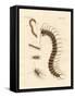 Peculiar Insects-null-Framed Stretched Canvas