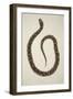 Pedda Poda. A., from an Account of Indian Serpents Collected on the Coast of Coromandel, Pub. 1796-William Skelton-Framed Giclee Print