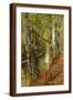 Brown Frame