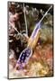 Pederson Cleaner Shrimp (Periclimenes Pedersoni), Dominica, West Indies, Caribbean, Central America-Lisa Collins-Mounted Photographic Print