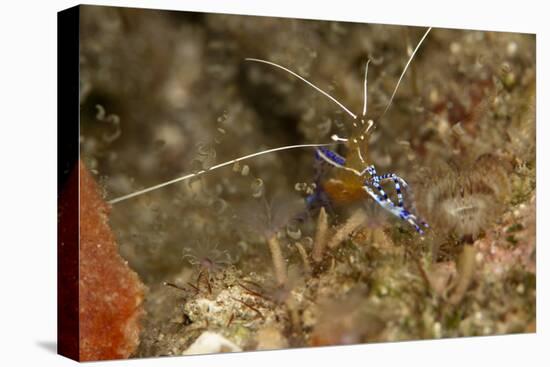 Pederson Shrimp (Periclimenes Pedersoni), Dominica, West Indies, Caribbean, Central America-Lisa Collins-Stretched Canvas