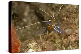 Pederson Shrimp (Periclimenes Pedersoni), Dominica, West Indies, Caribbean, Central America-Lisa Collins-Stretched Canvas