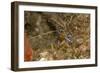 Pederson Shrimp (Periclimenes Pedersoni), Dominica, West Indies, Caribbean, Central America-Lisa Collins-Framed Photographic Print