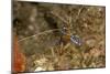 Pederson Shrimp (Periclimenes Pedersoni), Dominica, West Indies, Caribbean, Central America-Lisa Collins-Mounted Photographic Print