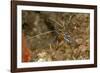 Pederson Shrimp (Periclimenes Pedersoni), Dominica, West Indies, Caribbean, Central America-Lisa Collins-Framed Photographic Print