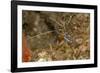 Pederson Shrimp (Periclimenes Pedersoni), Dominica, West Indies, Caribbean, Central America-Lisa Collins-Framed Photographic Print