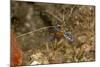 Pederson Shrimp (Periclimenes Pedersoni), Dominica, West Indies, Caribbean, Central America-Lisa Collins-Mounted Photographic Print