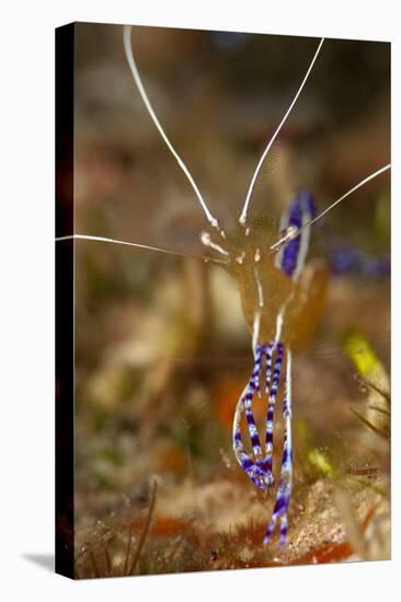 Pederson Shrimp (Periclimenes Pedersoni), Dominica, West Indies, Caribbean, Central America-Lisa Collins-Stretched Canvas
