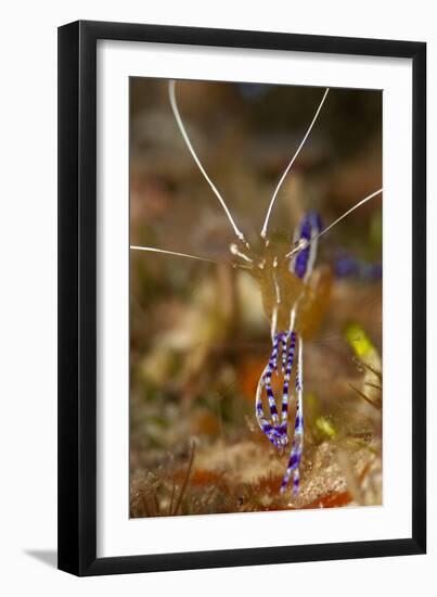 Pederson Shrimp (Periclimenes Pedersoni), Dominica, West Indies, Caribbean, Central America-Lisa Collins-Framed Photographic Print