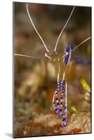 Pederson Shrimp (Periclimenes Pedersoni), Dominica, West Indies, Caribbean, Central America-Lisa Collins-Mounted Photographic Print