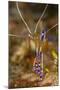 Pederson Shrimp (Periclimenes Pedersoni), Dominica, West Indies, Caribbean, Central America-Lisa Collins-Mounted Photographic Print