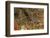 Pederson Shrimp (Periclimenes Pedersoni), Dominica, West Indies, Caribbean, Central America-Lisa Collins-Framed Photographic Print