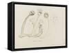 Pedicellina Belgica-Philip Henry Gosse-Framed Stretched Canvas